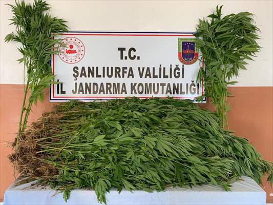 Şanlıurfa’da 2 bin 367 kök Hint keneviri ele geçirildi