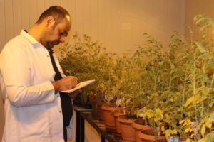 Şanlıurfa’da Yerli domatesler zorlu testlerden geçirilerek geliştiriliyor