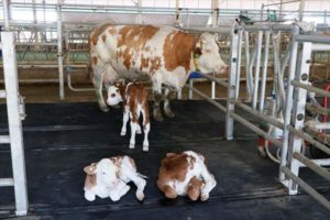 Ceylanpınar Tarım İşletmesinde üçüz buzağı sevinci