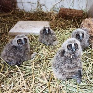 Doğa Koruma ve Milli Parklar Şanlıurfa Şube Müdürlüğünden uyarı