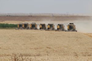 Türkiye’nin en büyük tarım işletmesinde hummalı buğday tohumu mesaisi