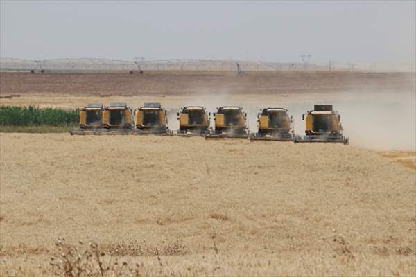 Türkiye’nin en büyük tarım işletmesinde hummalı buğday tohumu mesaisi