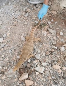 Şanlıurfa’da bulunan çöl varanı doğaya bırakıldı