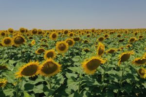 Şanlıurfa’da ayçiçeğinde yüksek rekolte beklentisi