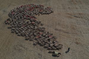 Türkiye’nin en büyük tarım işletmesinde “elit” sürülere koç katımı başladı