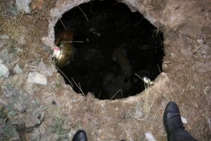 10 metrelik kuyuya düşen iki köpek itfaiye ekiplerince kurtarıldı