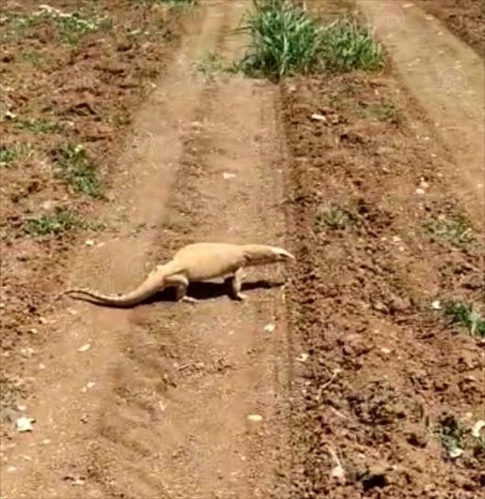 Şanlıurfa’da bulunan çöl varanı doğaya bırakıldı