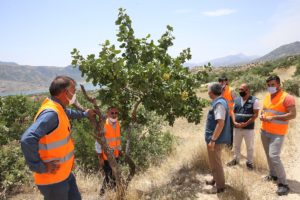 Güneydoğu dağlarında aşılanan yabani ağaçlar orman köylüsüne gelir oldu