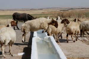 TİGEM Ceylanpınar’da 2023 hedefi 150 bin hayvan sayısına ulaşmak