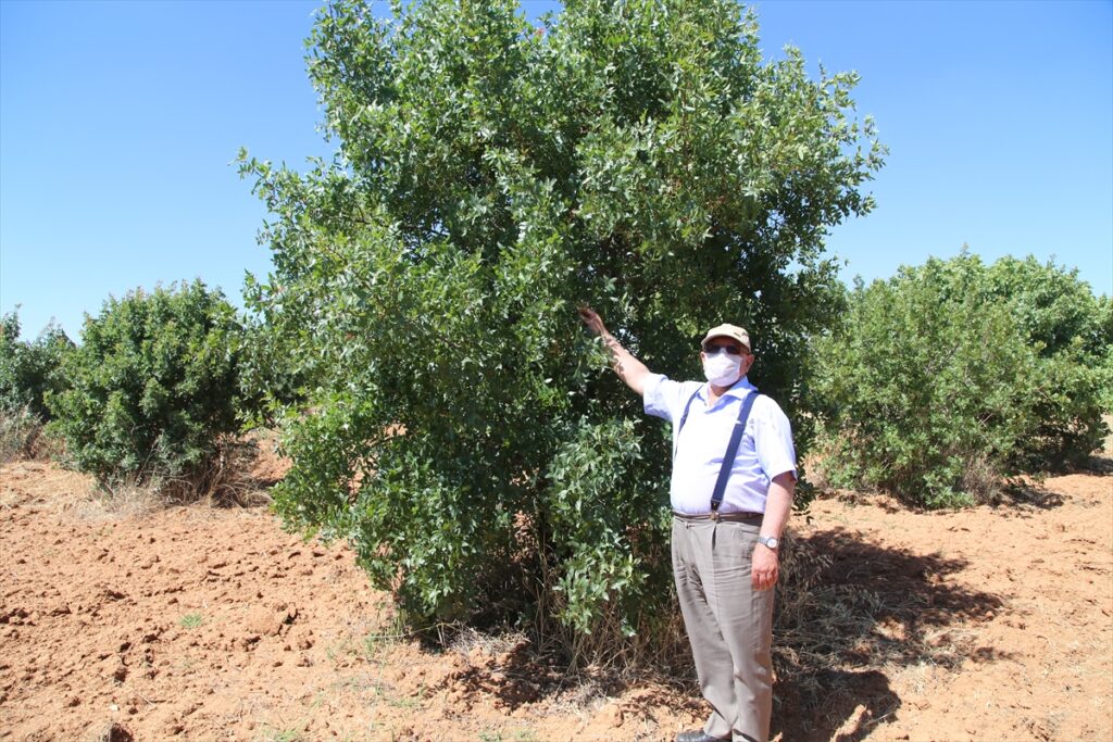 Şanlıurfa’da Antep fıstığında verim ve dayanıklılık “Atlantik sakızı”yla artırılacak