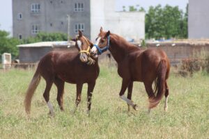 Suruç’un yarış atları bölge ekonomisine katkı sağlıyor