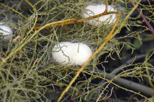 Harran Üniversitesinde ipek böcekçiliğinde ilk hasat yapıldı