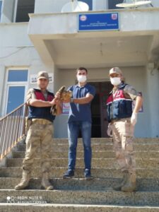 Şanlıurfa’da yaralı bulunan şahin tedavi altına alındı