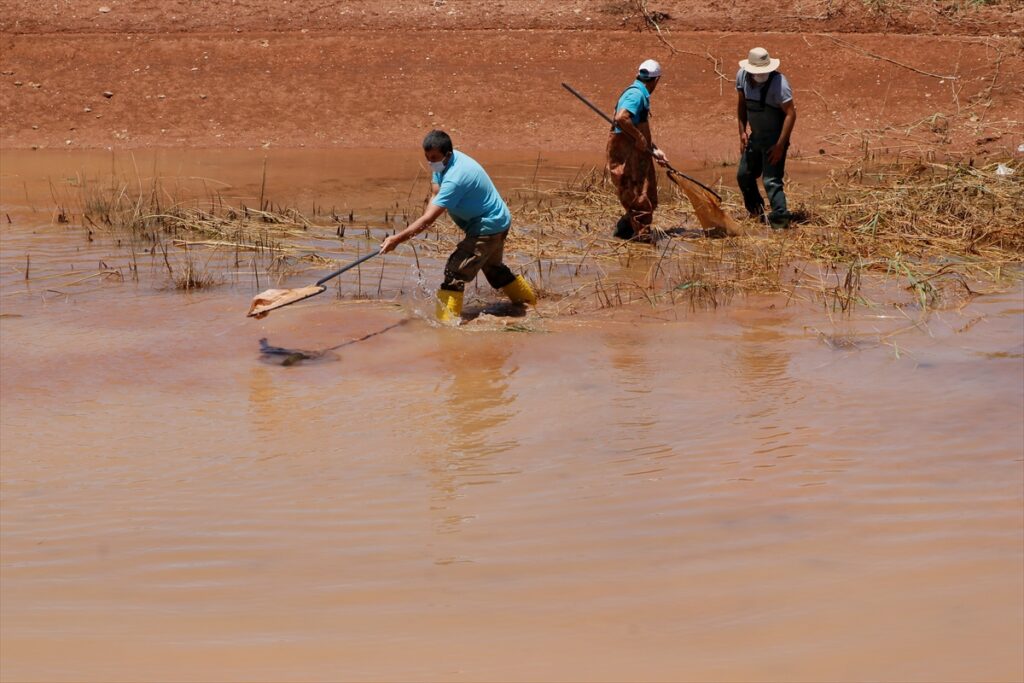 Şanlıurfa’da yetiştirilen 10 milyon balık yavrusu, baraj göletlerindeki avcılığa katkı sunacak