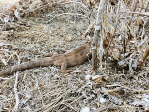 Şanlıurfa’da tedavisi tamamlanan çöl varanı doğaya bırakıldı
