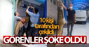 Görenler şok oldu…Dev yayın balığı 10 kişi tarafından çekildi