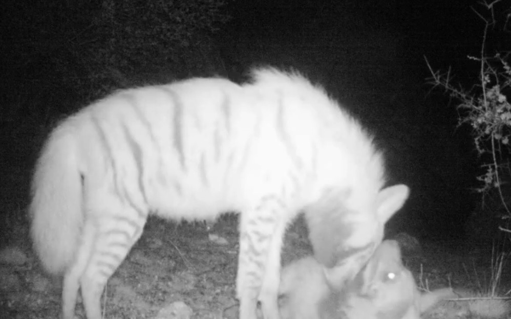 Şanlıurfa’da çizgili sırtlanlar fotokapanla görüntülendi