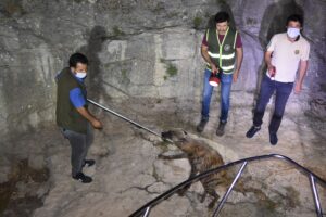 Çizgili sırtlanı kurtarmak için gece yarısı seferber oldular