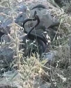 Şanlıurfa’da Yılanların çiftleşme dansı kamerada