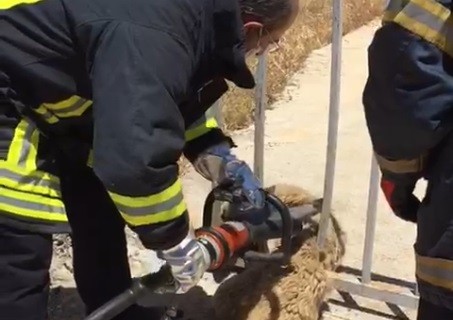 Ekipler köpeği ölmek üzereyken kurtardı