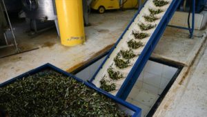 Şanlıurfa’da Zeytinyağı Üretim Tesisi Kurulacak