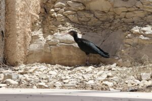 Şanlıurfa’da doğaya salınan kelaynaklar kafese alınmaya başladı