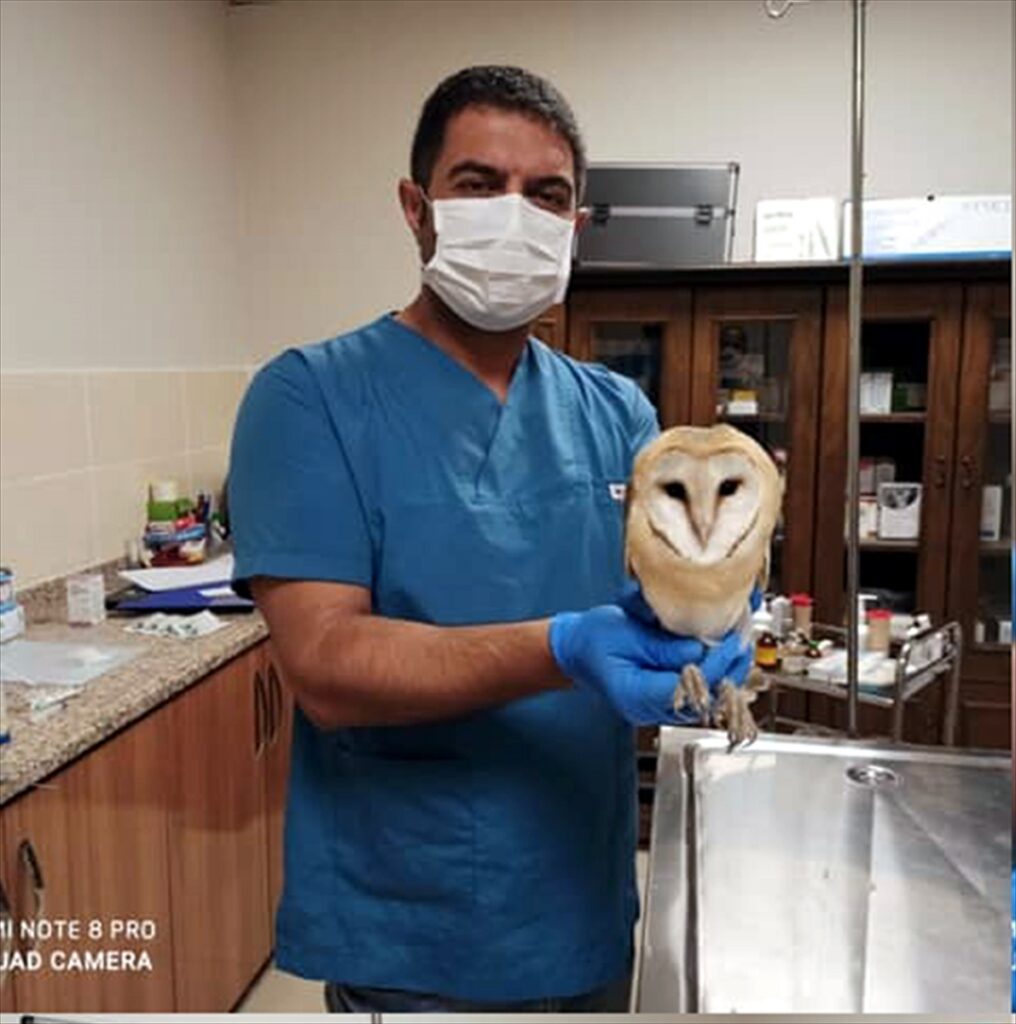 Şanlıurfa’da tedavisi tamamlanan peçeli baykuş doğaya bırakıldı