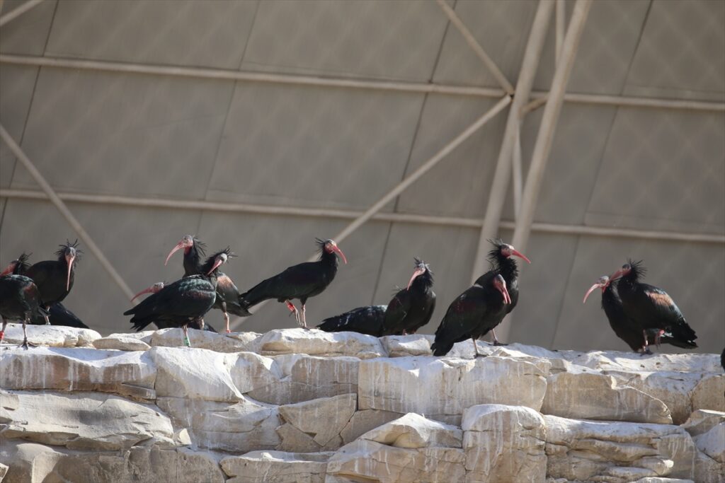 “Bereketin sembolü” kelaynaklarda yüksek yavru beklentisi