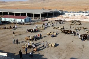 Hayvancılık merkezi Şanlıurfa’da kurbanlıklar pazara indi