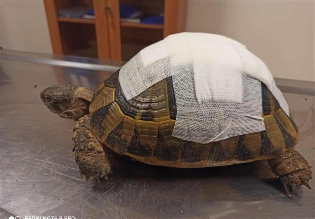 Şanlıurfa’da tedavisi tamamlanan kaplumbağa doğaya bırakıldı