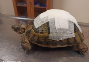 Şanlıurfa’da tedavisi tamamlanan kaplumbağa doğaya bırakıldı