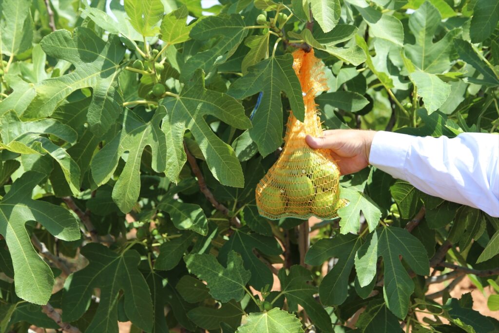 Şanlıurfa’da incir üretimi “ilekleme” yöntemiyle artırılacak