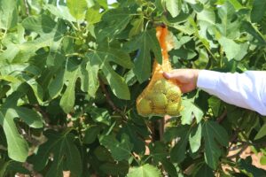 Şanlıurfa’da incir üretimi “ilekleme” yöntemiyle artırılacak