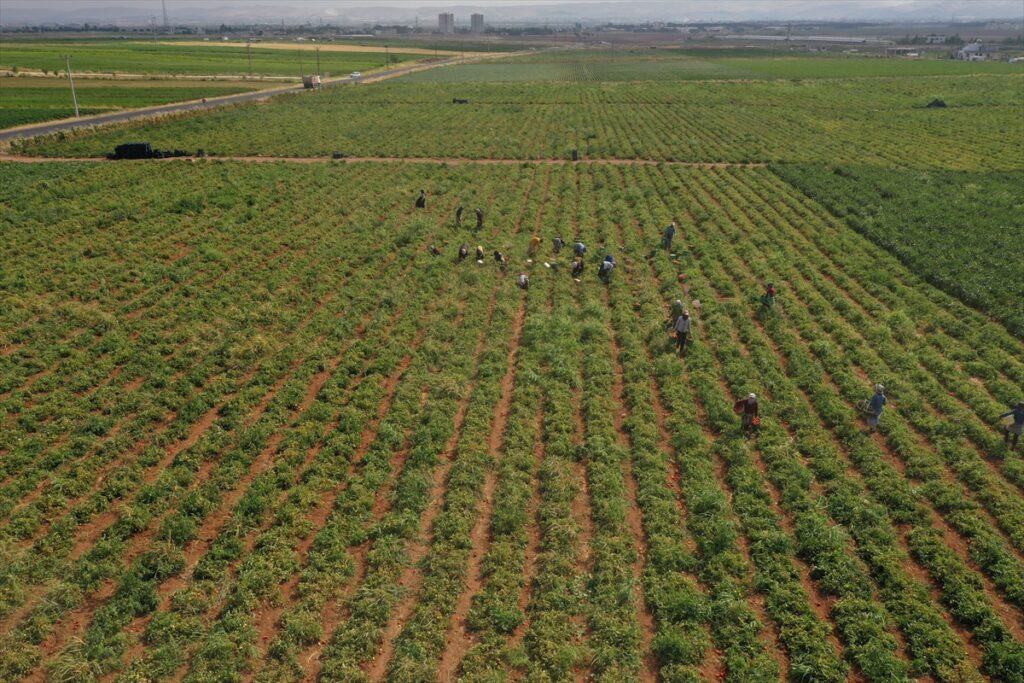 Domates ihracatı 2020’nin ilk yarısında yüzde 8 arttı