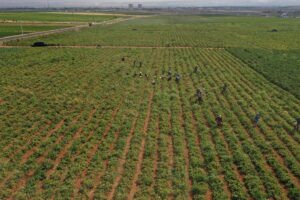 Domates ihracatı 2020’nin ilk yarısında yüzde 8 arttı