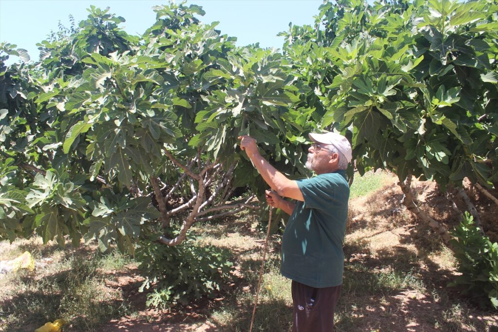 Şanlıurfa’da Emekli öğretmen doğaya olan özlemini ekolojik tarımla gideriyor
