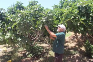 Şanlıurfa’da Emekli öğretmen doğaya olan özlemini ekolojik tarımla gideriyor