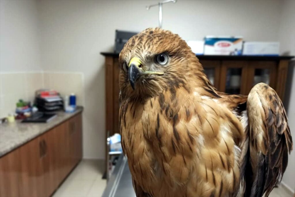 Şanlıurfa’da tedavisi tamamlanan kızıl şahin doğaya bırakıldı