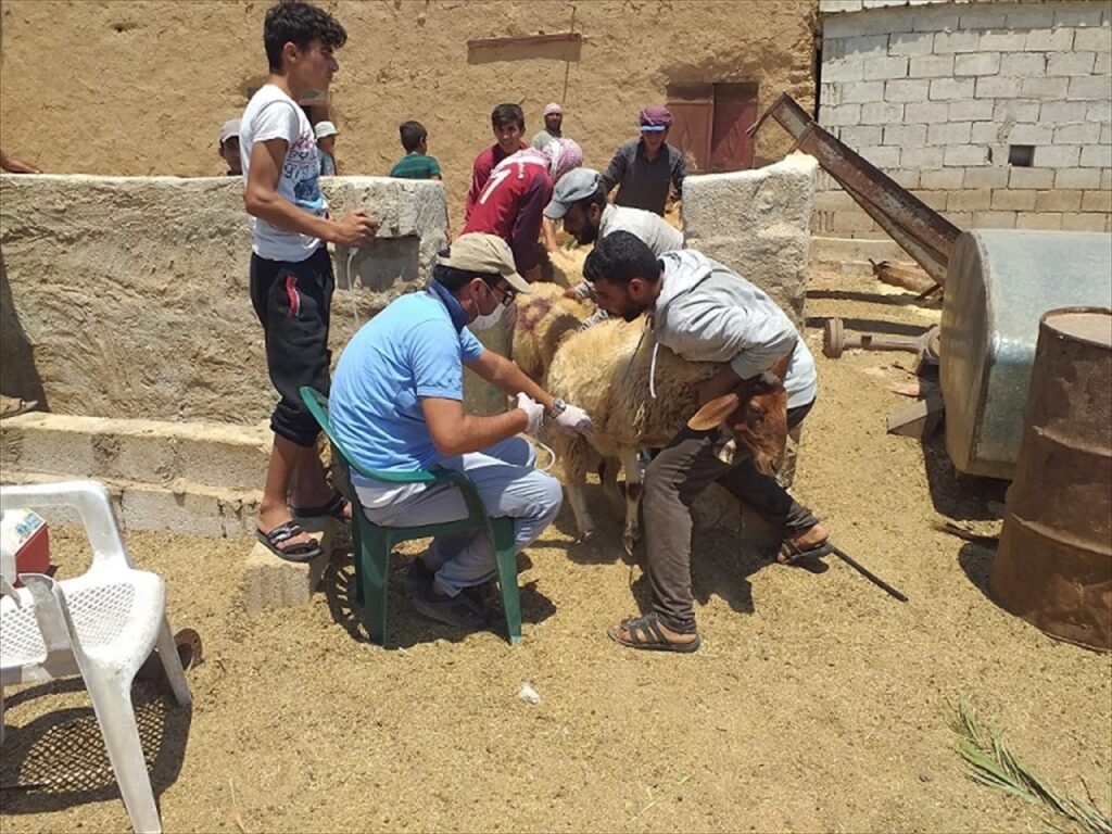 Barış Pınarı Harekatı bölgesinde tarım ve hayvancılık destekleniyor