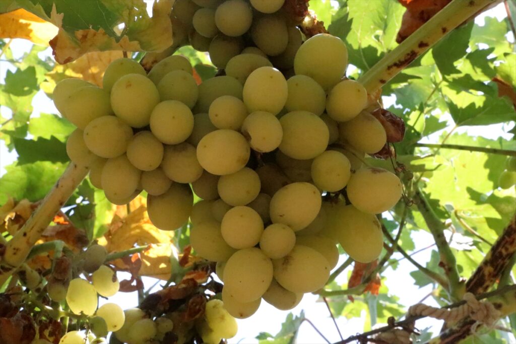 Şanlıurfa’da yok olmaya yüz tutmuş 23 üzüm çeşidi üretime kazandırılacak