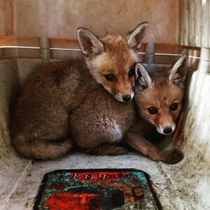 Şanlıurfa’da bulunan tilki yavruları doğaya bırakıldı