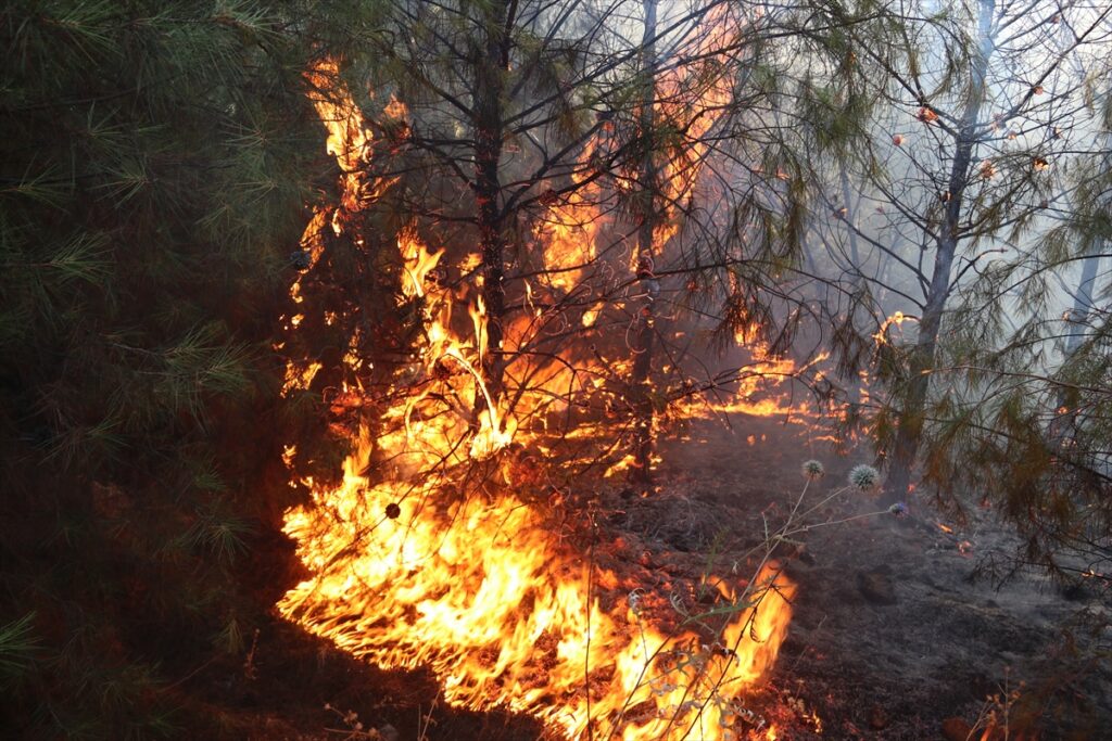 Şanlıurfa’da Korkutan orman yangını