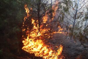 Şanlıurfa’da Korkutan orman yangını