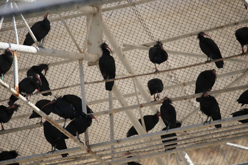 Fırat’ın koruma altındaki “kelaynakları”na rekor sayıda yavru eklendi