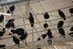 Fırat’ın koruma altındaki “kelaynakları”na rekor sayıda yavru eklendi