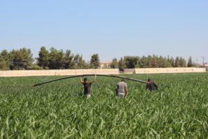 Şanlıurfa’da tarım işçileri bayramda tarlanın yolunu tuttu