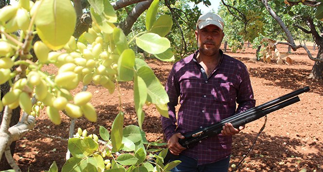 Yeşil altın için gece gündüz silahlı nöbet