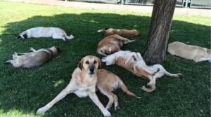 Köpek sürüsünü görüntülemek isterken hayatının şokunu yaşadı