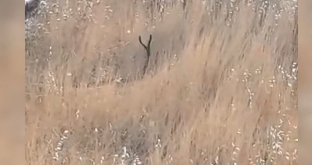 Şanlıurfa’da Yılanların dansı kamerada