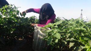 Suriye sınırında en acı hasat